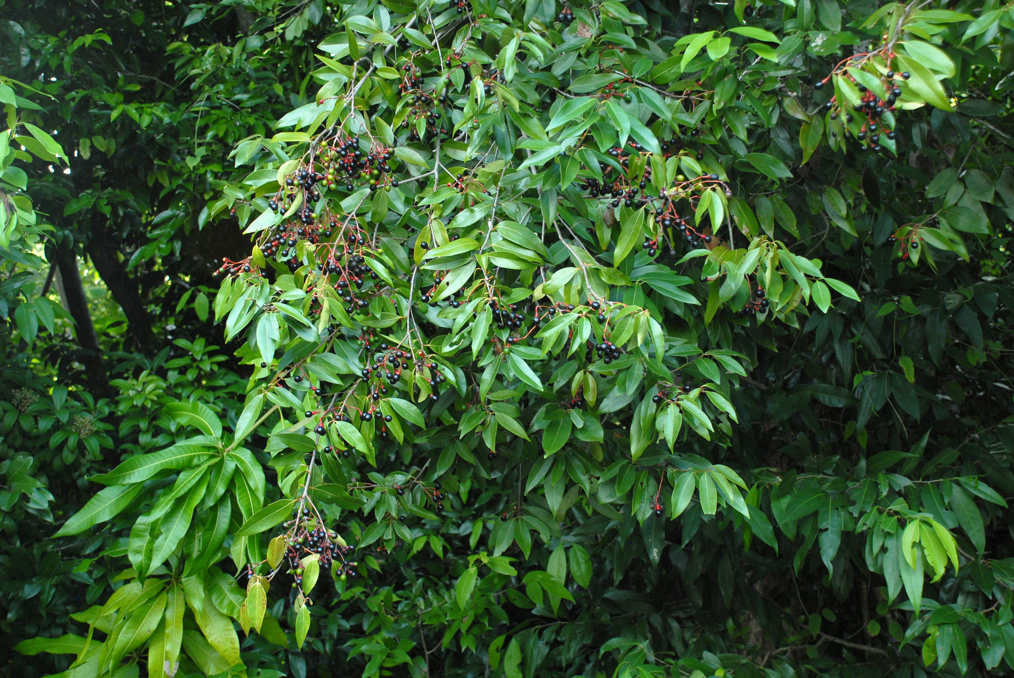 Nectandra coriacea